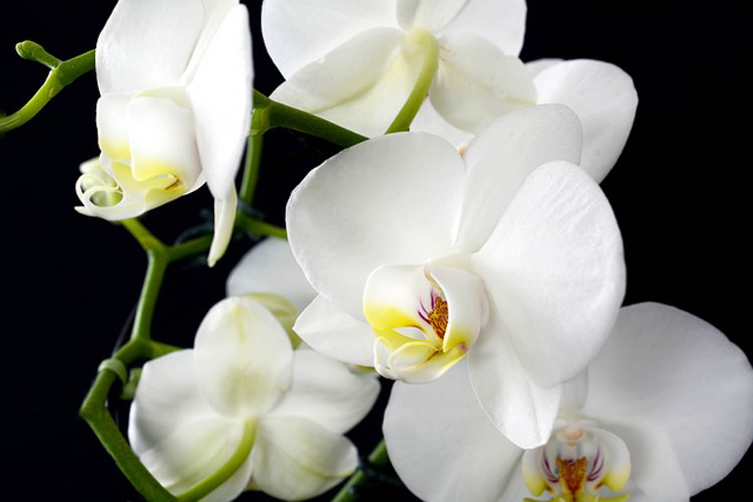 5 Dicas Para Fazer a Orquídea Brotar – Blog Loja Vimmi
