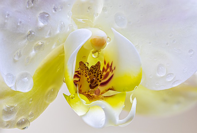 5 Dicas Para Fazer a Orquídea Brotar – Blog Loja Vimmi